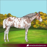 Horse Color:Silver Bay Sabino Appaloosa Rabicano