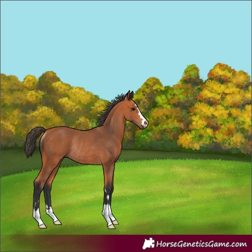 Horse Color:Bay Rabicano 