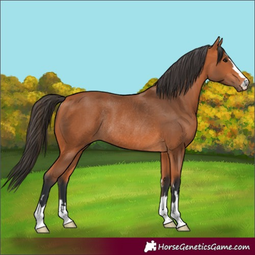 Horse Color:Bay Rabicano 