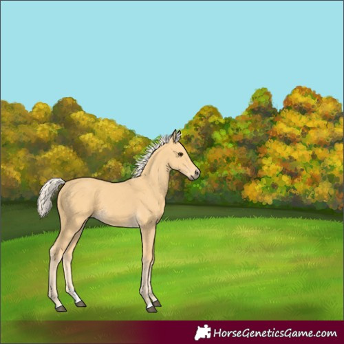 Horse Color:Palomino 