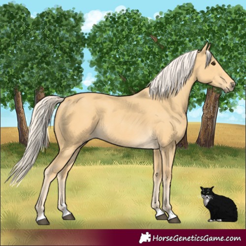 Horse Color:Palomino 