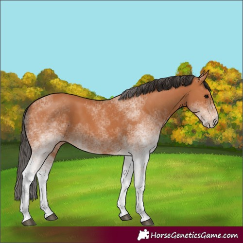 Horse Color:White Spotted Bay 