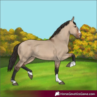 Horse Color:Bay Dun