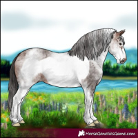 Horse Color:White Spotted Brown Roan Frame 