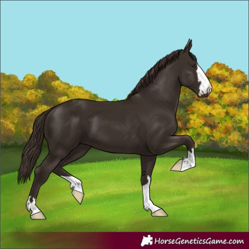 Horse Color:Liver Chestnut 