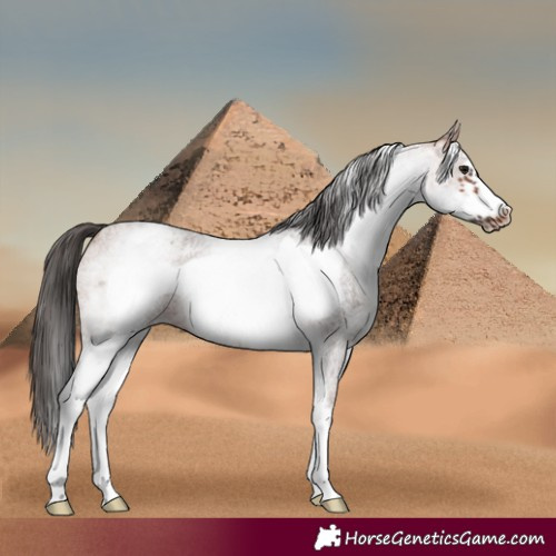 Horse Color:White Spotted Bay Roan Frame 
