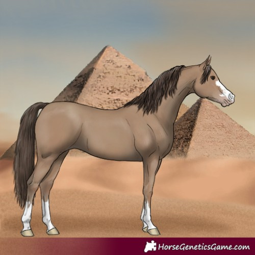 Horse Color:Classic Champagne 