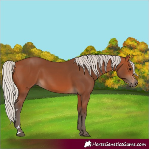 Horse Color:Silver Bay 