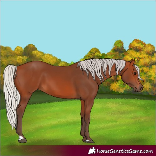 Horse Color:Silver Bay 