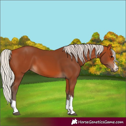 Horse Color:Silver Bay 