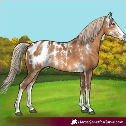 Horse Color:Chocolate Palomino Sabino Appaloosa Rabicano