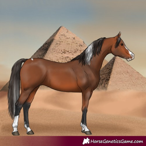 Horse Color:Bay Splash Tobiano