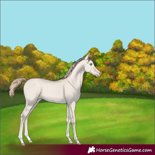 Horse Color:Smoky Creme Dun Rabicano
