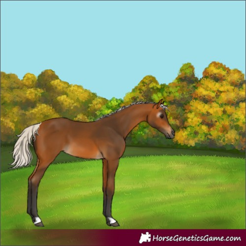 Horse Color:Gray Silver Buckskin