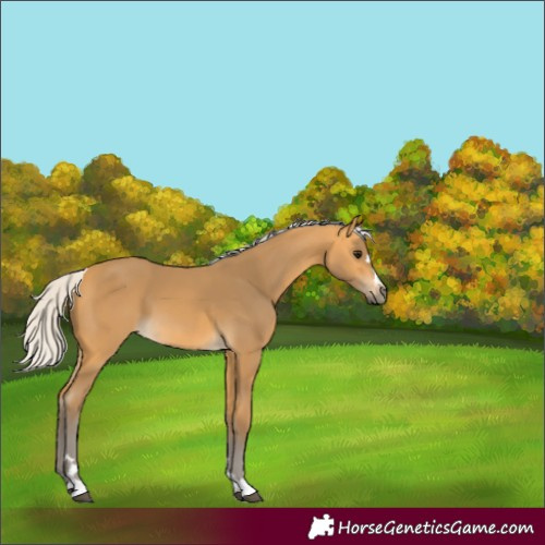 Horse Color:Silver Buckskin 