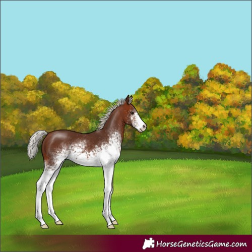 Horse Color:White Spotted Silver Brown
