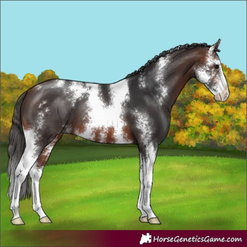 Horse Color:Brown Sabino 
