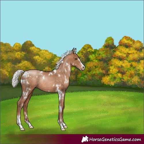 Horse Color:White Spotted Silver Brown Pearl Rabicano 
