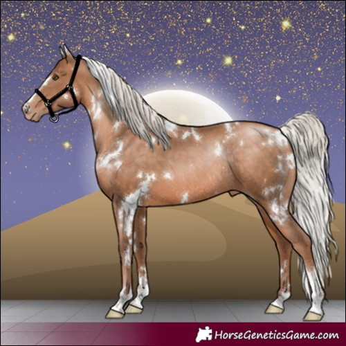 Horse Color:White Spotted Silver Brown Pearl Rabicano