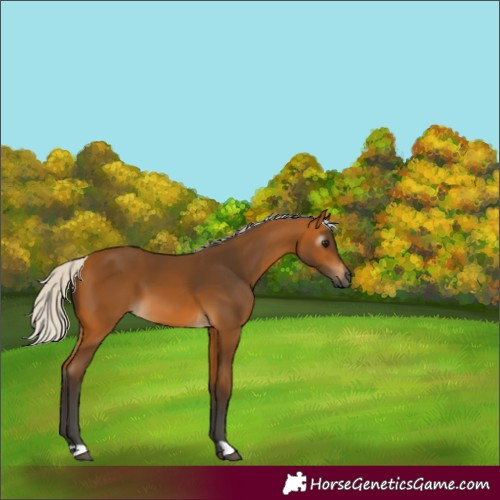 Horse Color:Gray Silver Buckskin 