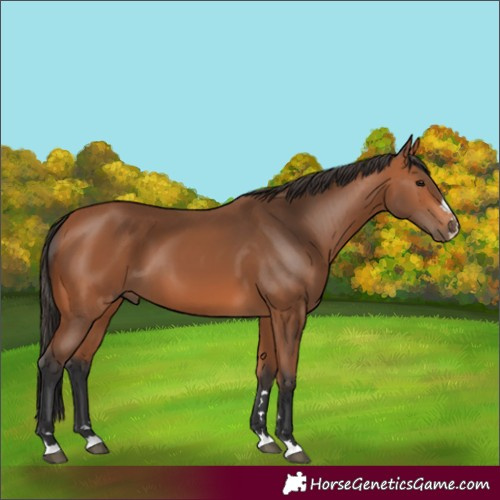 Horse Color:Bay 