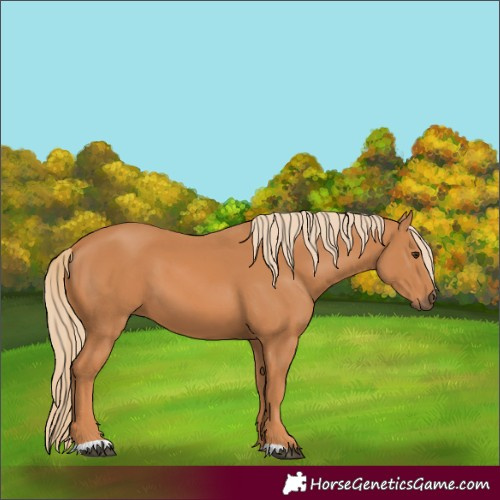 Horse Color:Chestnut 