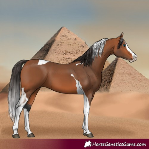 Horse Color:Bay Splash Tobiano