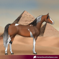 Horse Color:Bay Splash Tobiano 