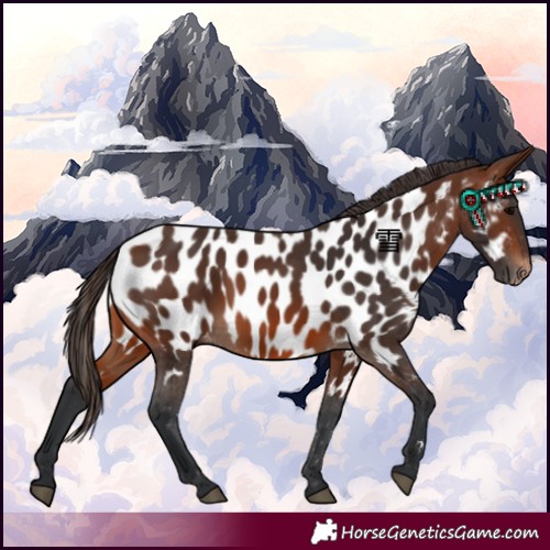 Horse Color:Brown Appaloosa
