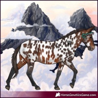 Horse Color:Brown Appaloosa