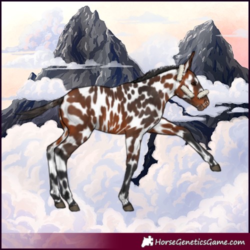 Horse Color:Bay Appaloosa
