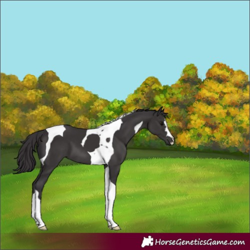 Horse Color:Smoky Black Tobiano
