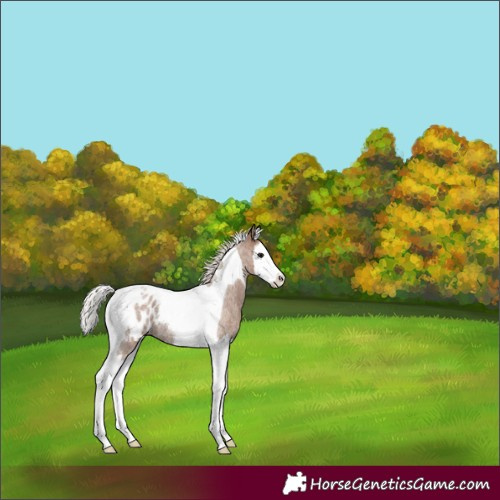 Horse Color:Silver Blue Roan Splash Tobiano Blanket 