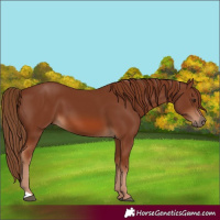 Horse Color:Chestnut 
