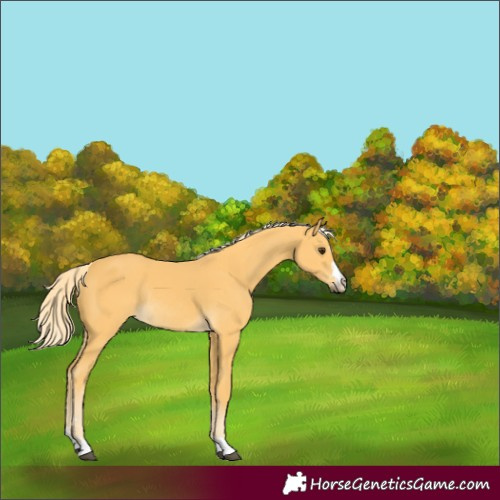 Horse Color:Palomino Rabicano 
