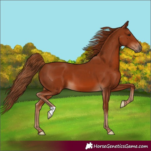 Horse Color:Chestnut 