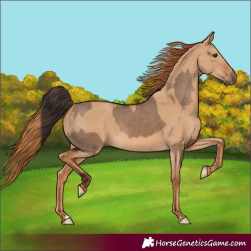 Horse Color:Liver Red Dun Appaloosa  and Red Dun 