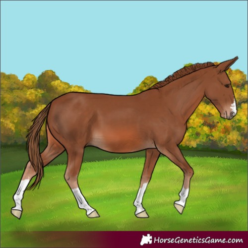 Horse Color:Chestnut 