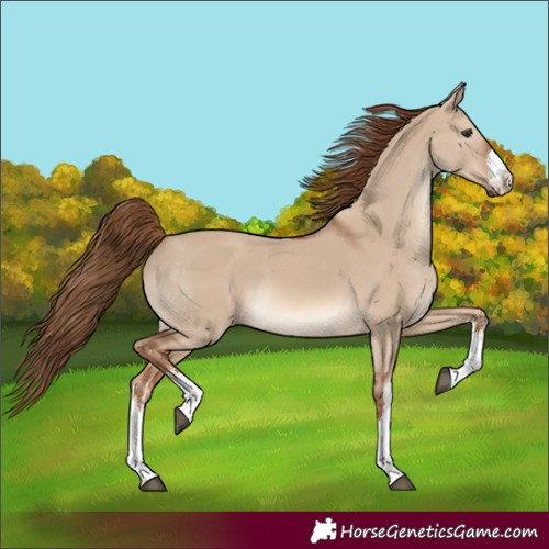 Horse Color:White Spotted Red Dun