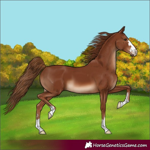 Horse Color:Chestnut 