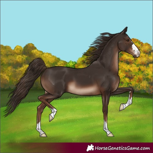 Horse Color:Liver Chestnut