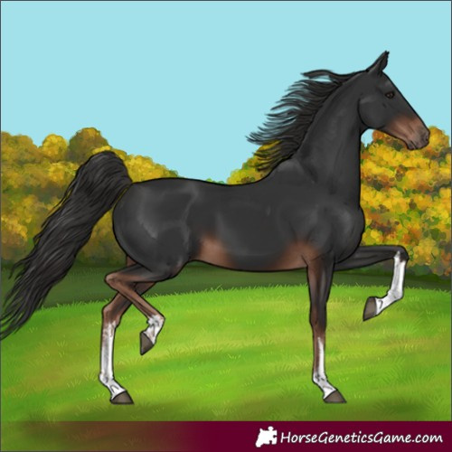 Horse Color:White Spotted Liver Chestnut 