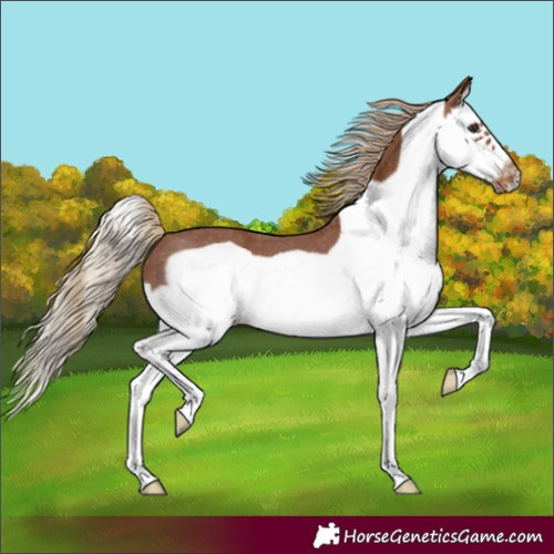 Horse Color:Chestnut Splash Frame Varnish