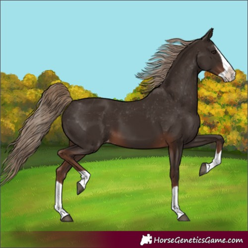 Horse Color:Unknown 