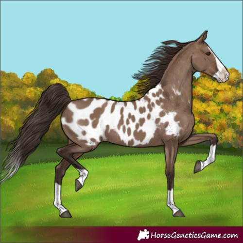 Horse Color:Liver Red Dun Splash Appaloosa 