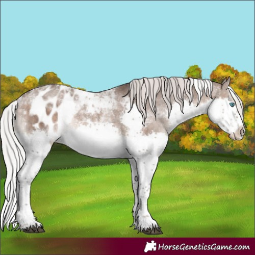 Horse Color:Silver Brown Dun Mushroom Splash Tobiano Skewed Appaloosa Rabicano