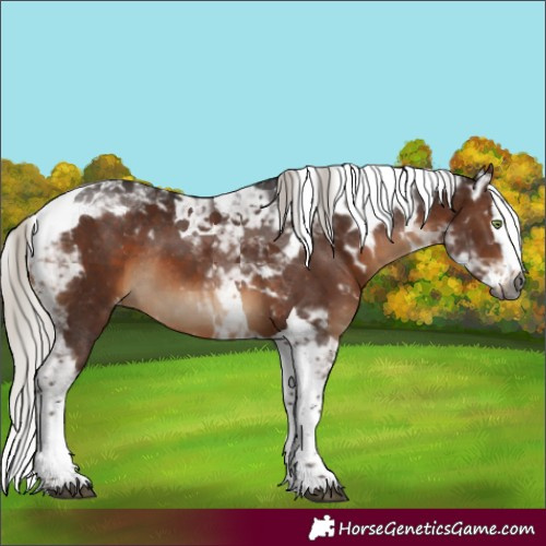 Horse Color:Gray Silver Brown Mushroom Splash Tobiano Skewed Appaloosa Rabicano 