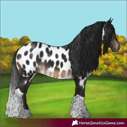 Horse Color:Gray Buckskin Tobiano Appaloosa Rabicano