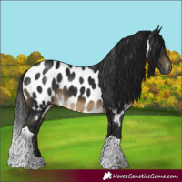 Horse Color:Gray Buckskin Tobiano Near Leopard Rabicano 