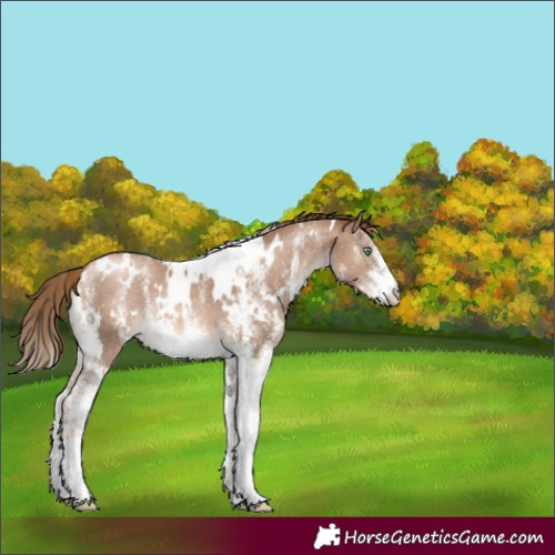 Horse Color:White Spotted Liver Chestnut Pearl 